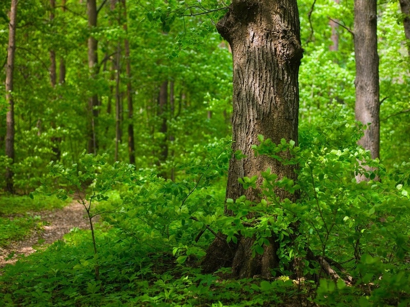 Ограничение на посещение лесов Минского и Дзержинского районов