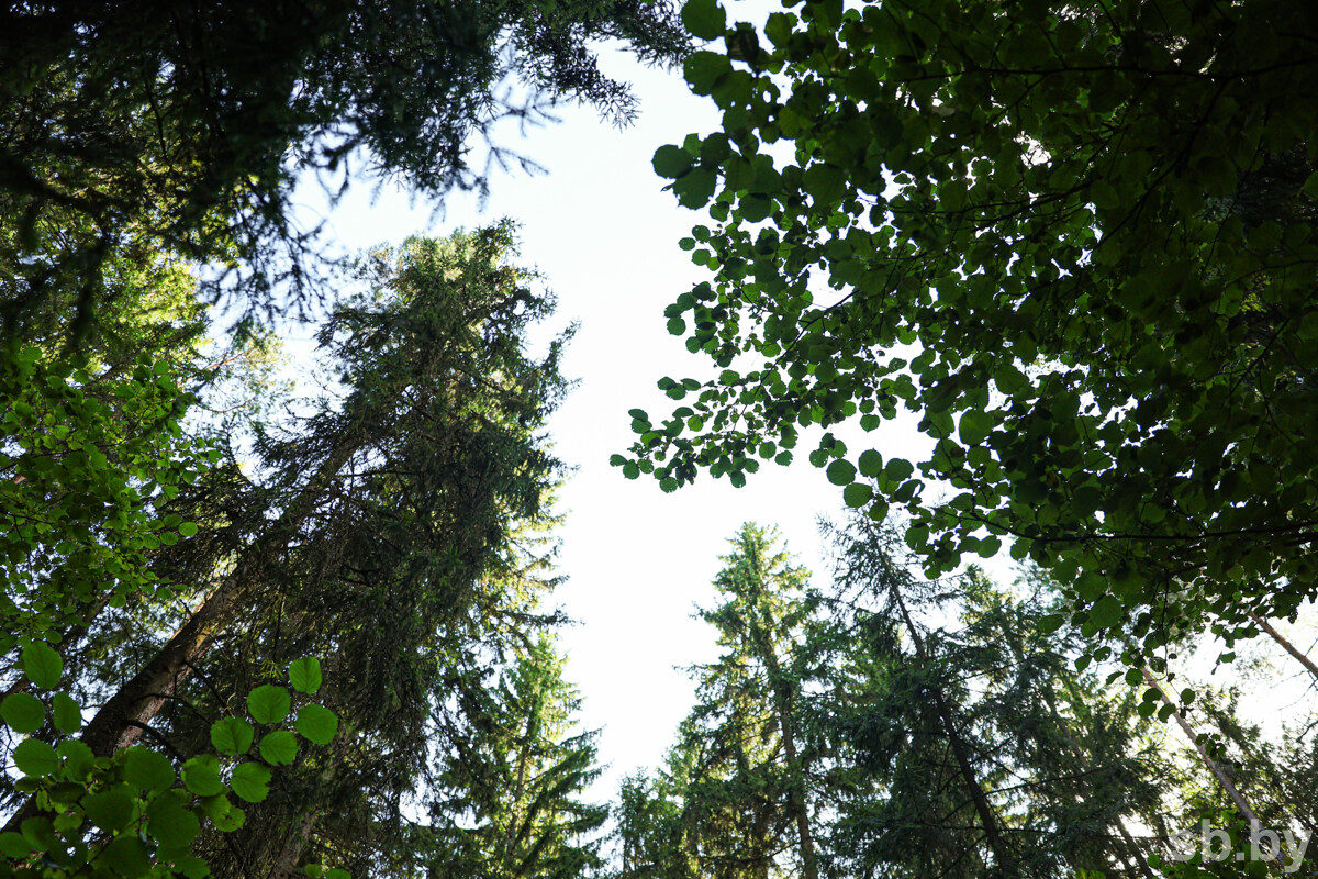 Итоги ведения лесного хозяйства в 2025 году