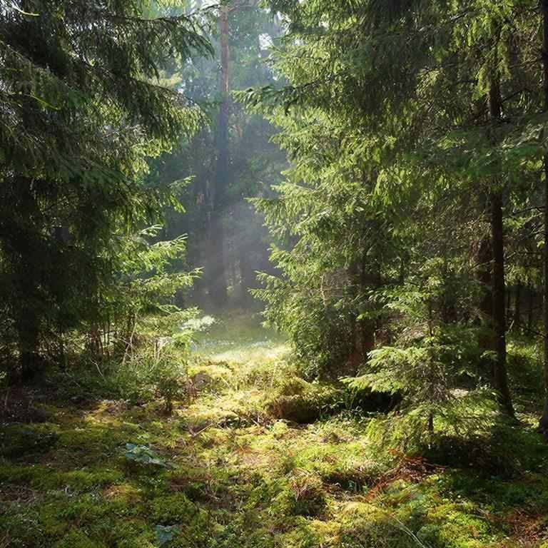 Порядок или беспорядок? Рассказываем, почему порубочные остатки и валежник в лесу - это нормально