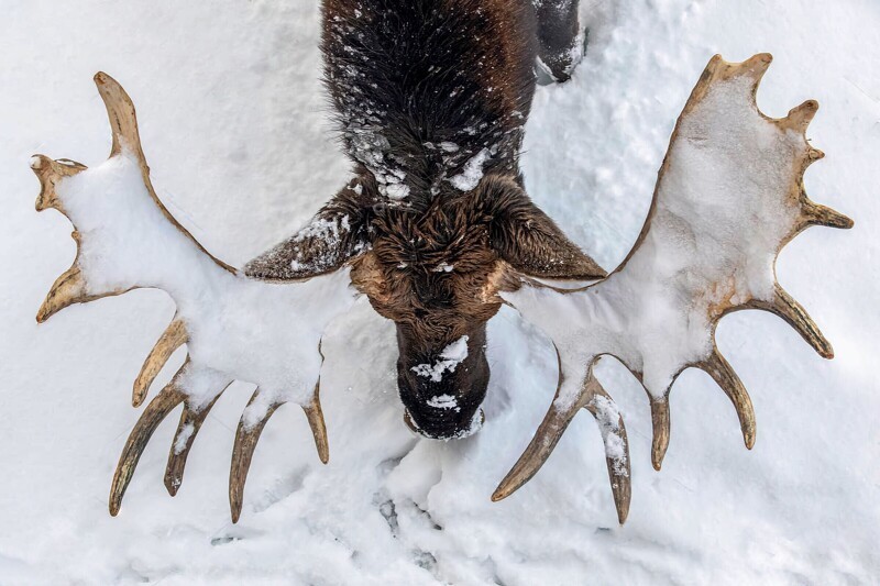 Подкормка диких животных