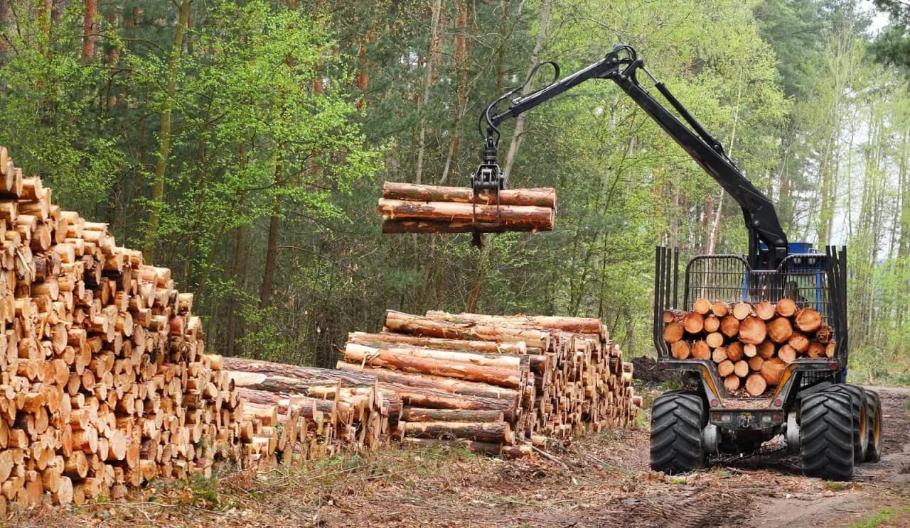 Рубка лесов в Беларуси ведется согласно лесоустроительным проектам