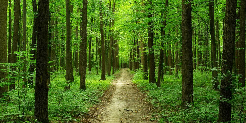 Снят запрет на посещение лесов Минской области