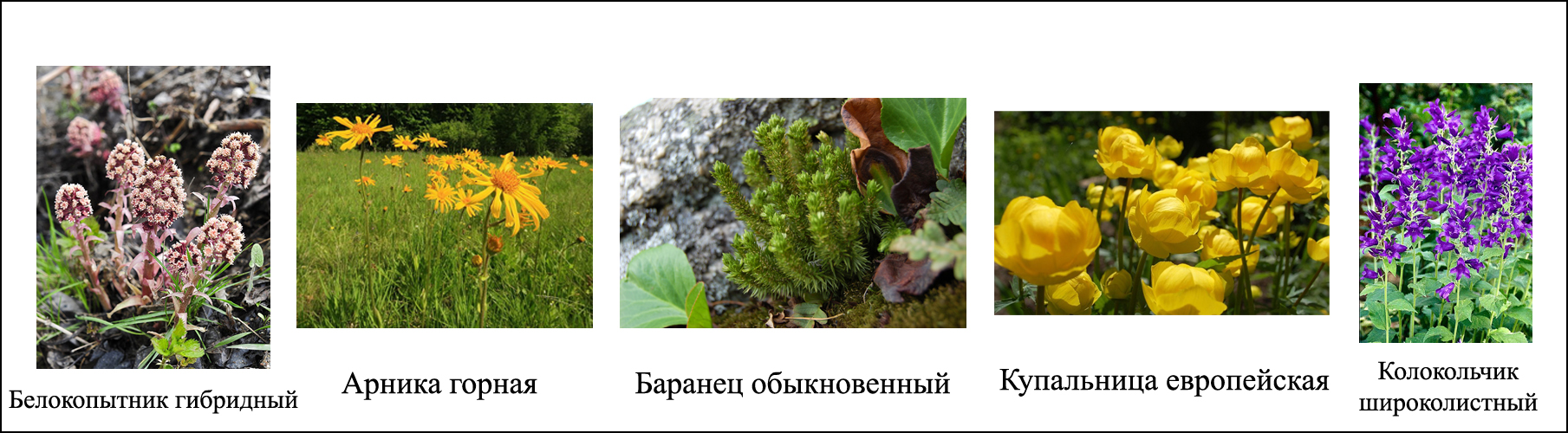 Красная книга республики беларусь растения фото и описание