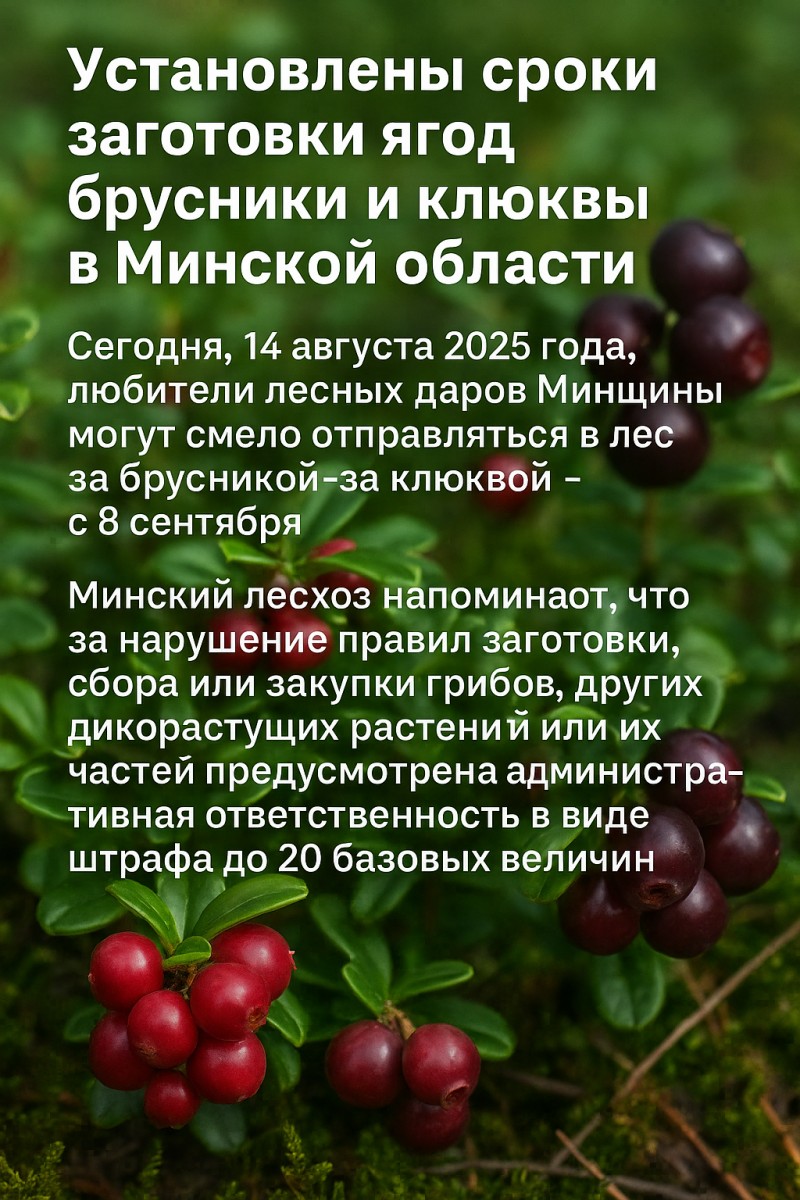 Установлены сроки заготовки ягод брусники и клюквы в Минской области.